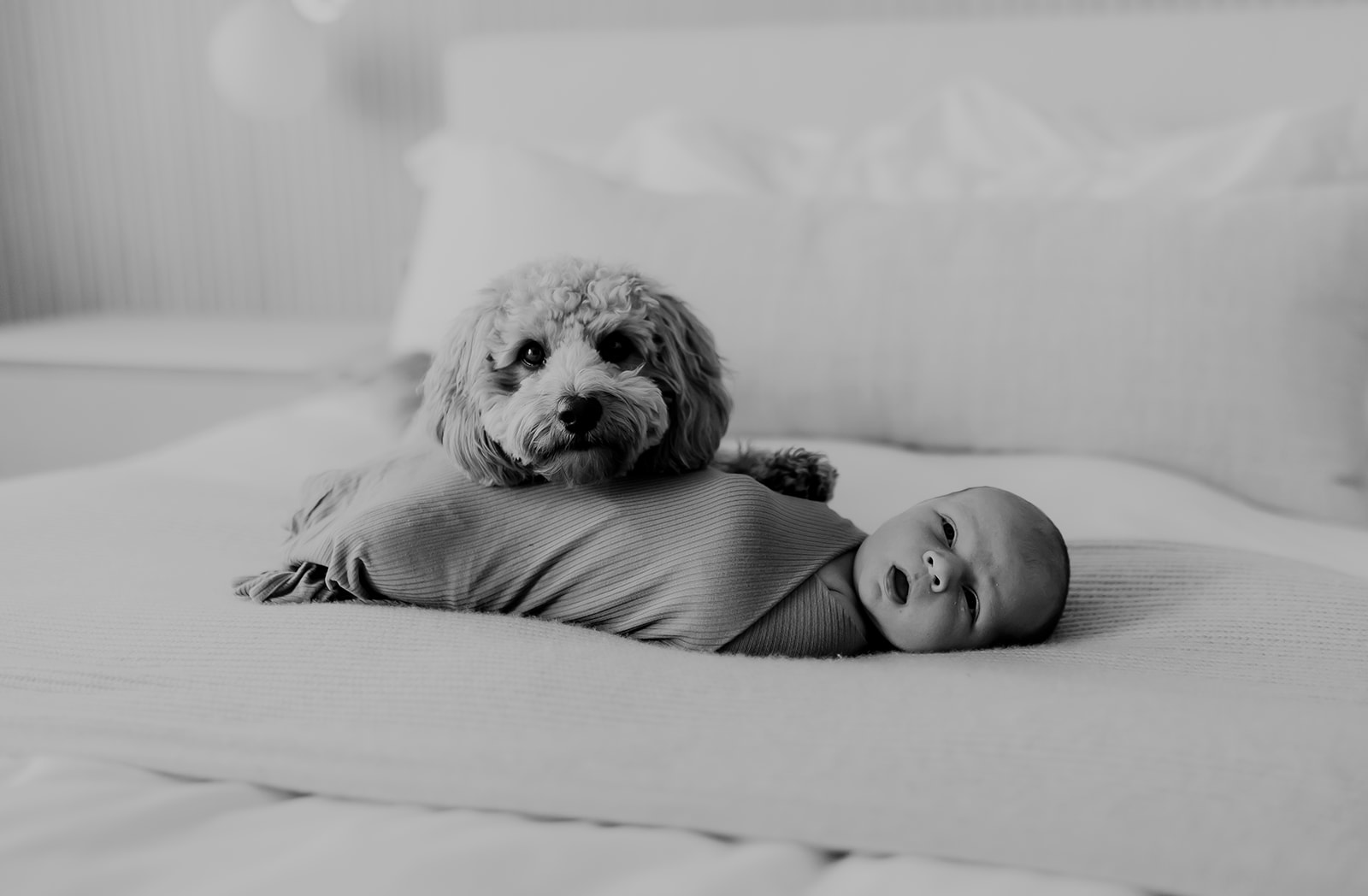 Shefali Parekh | Heartwarming In-Home Newborn Session: Maggie & Alex Black in Cow Hollow, San Francisco Dog sitting with the newborn baby lying on bed black & white background