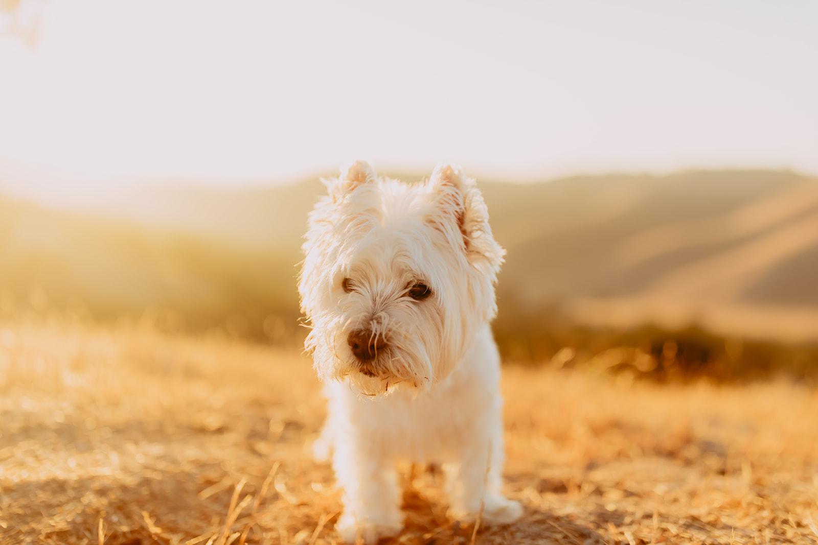 Shefali Parekh | Creating Your Family's Visual Story | Bay Area Photographer Tips Capturing moments of a dog enjoying the sunset in a scenic field with rolling hills at golden hour