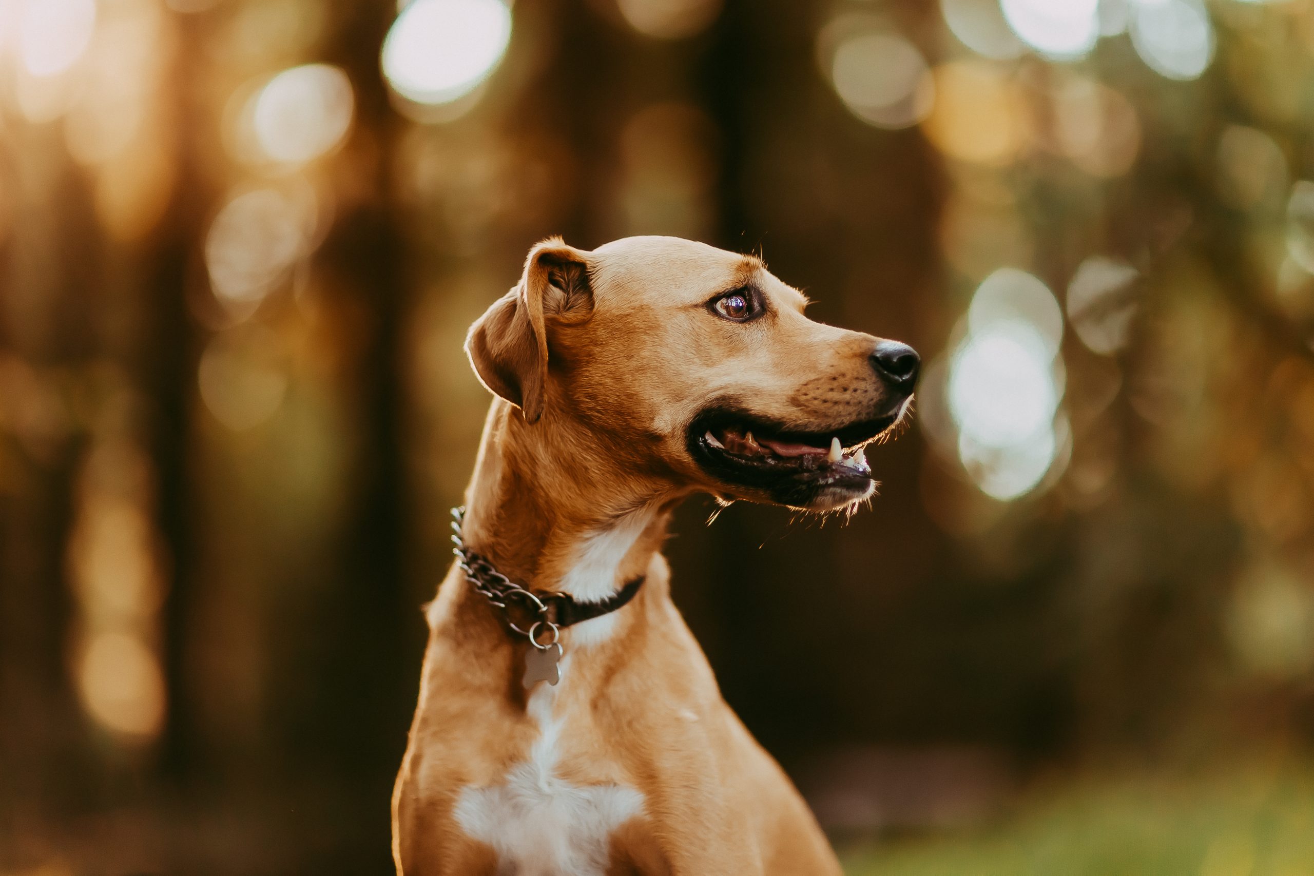 Shefali Parekh | Why You Need a San Francisco Pet Photographer dog smiling for headshot