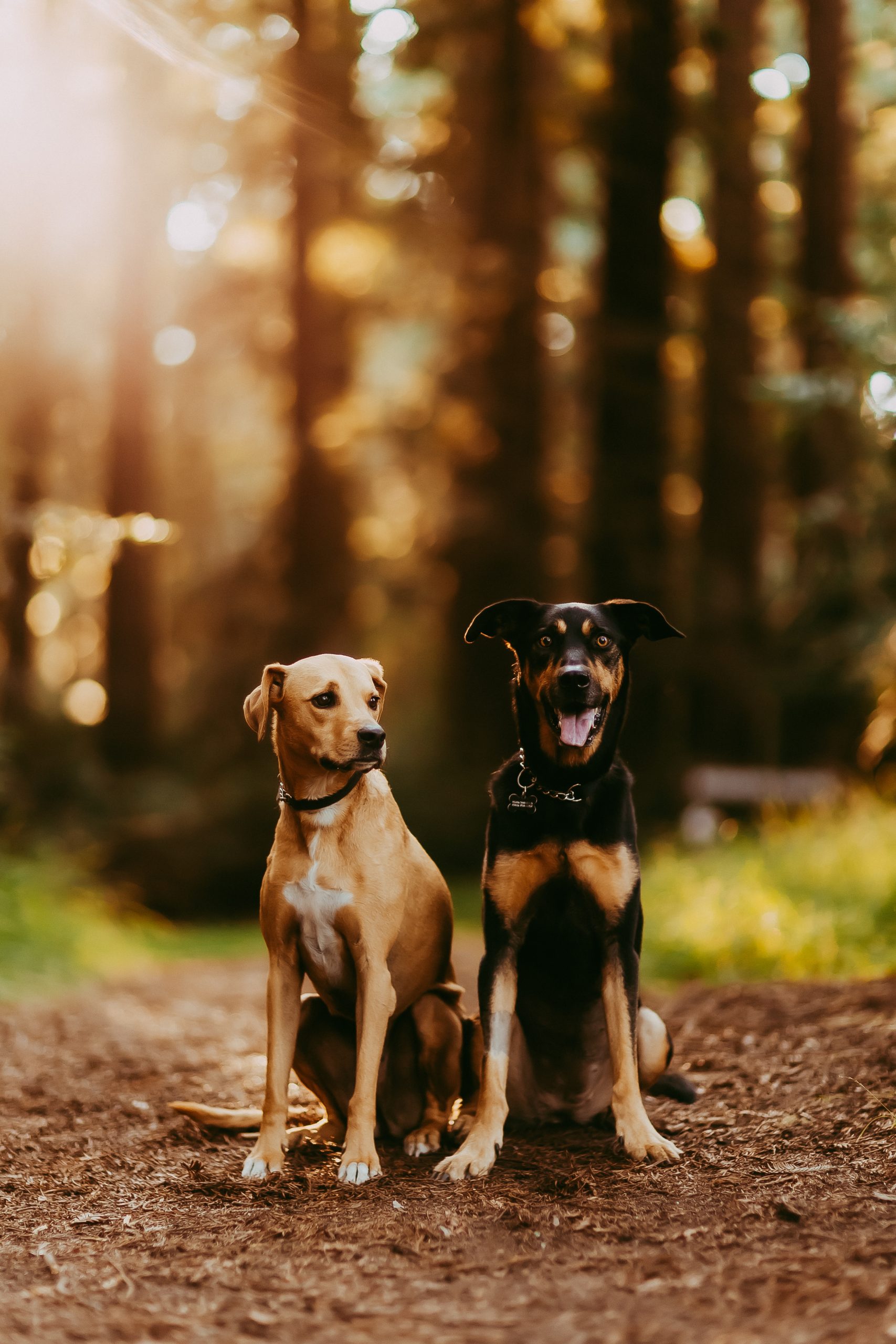 Shefali Parekh | Why You Need a San Francisco Pet Photographer san francisco pet photography