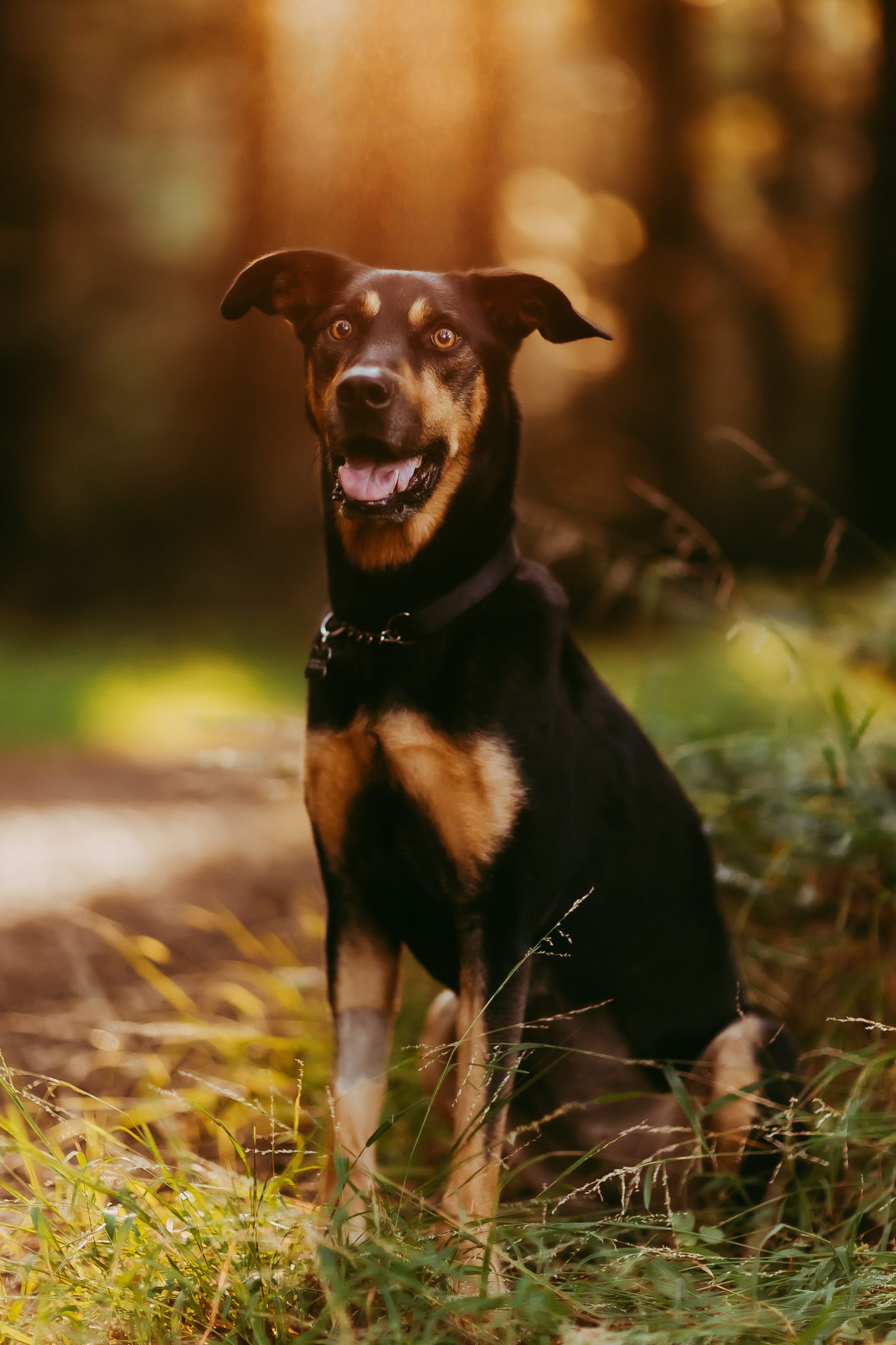 Shefali Parekh | Why You Need a San Francisco Pet Photographer dog portrait in san francisco bay area