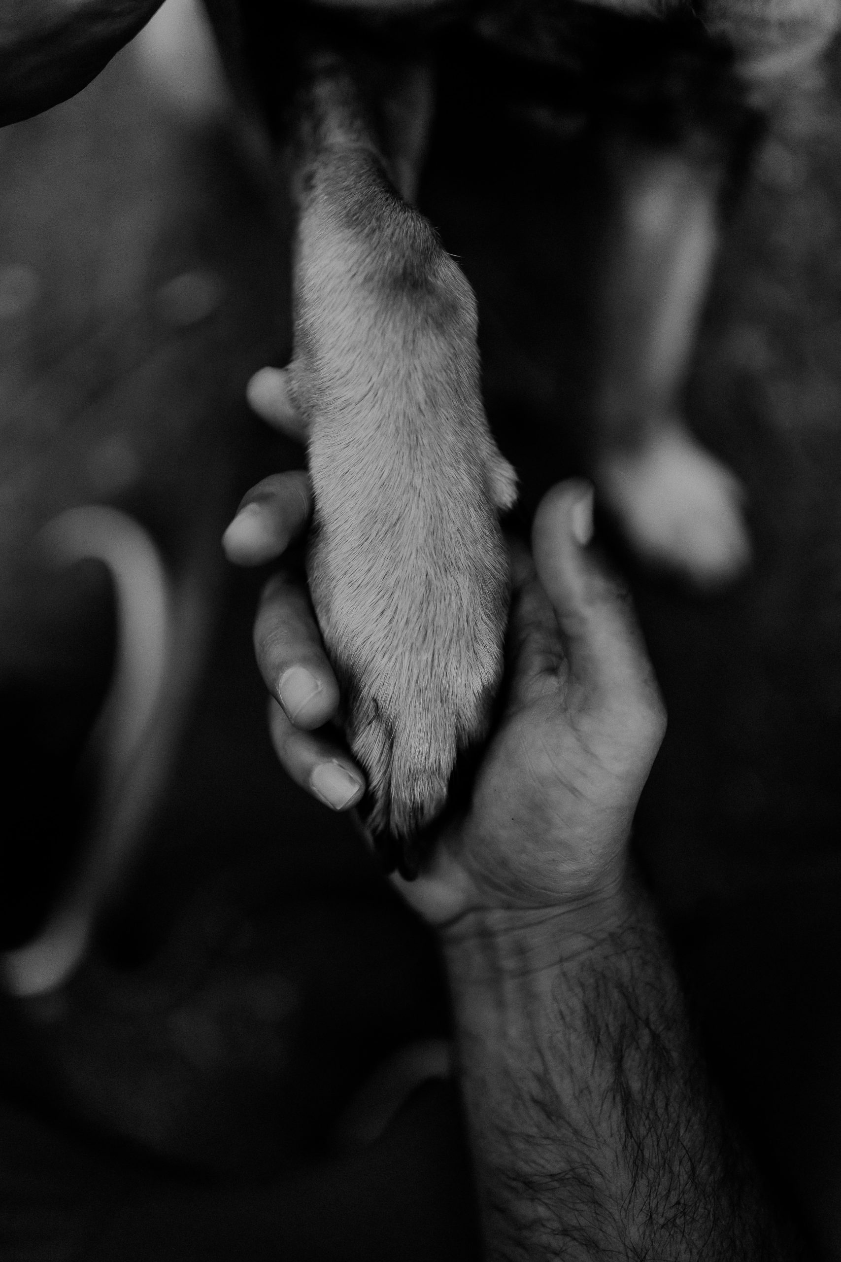 Shefali Parekh | Why You Need a San Francisco Pet Photographer dog photography pose with paw