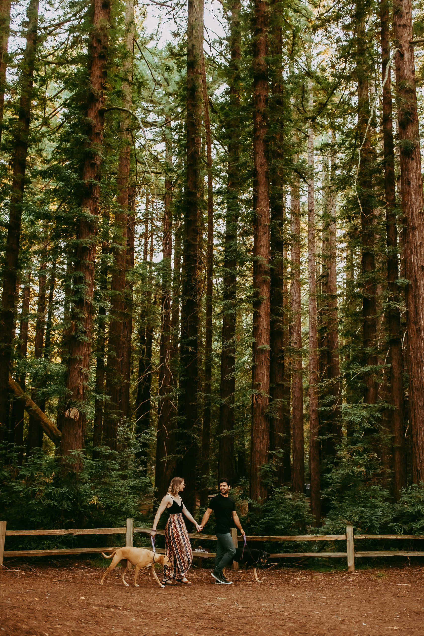 Shefali Parekh | Why You Need a San Francisco Pet Photographer redwoods couple photos with two dogs