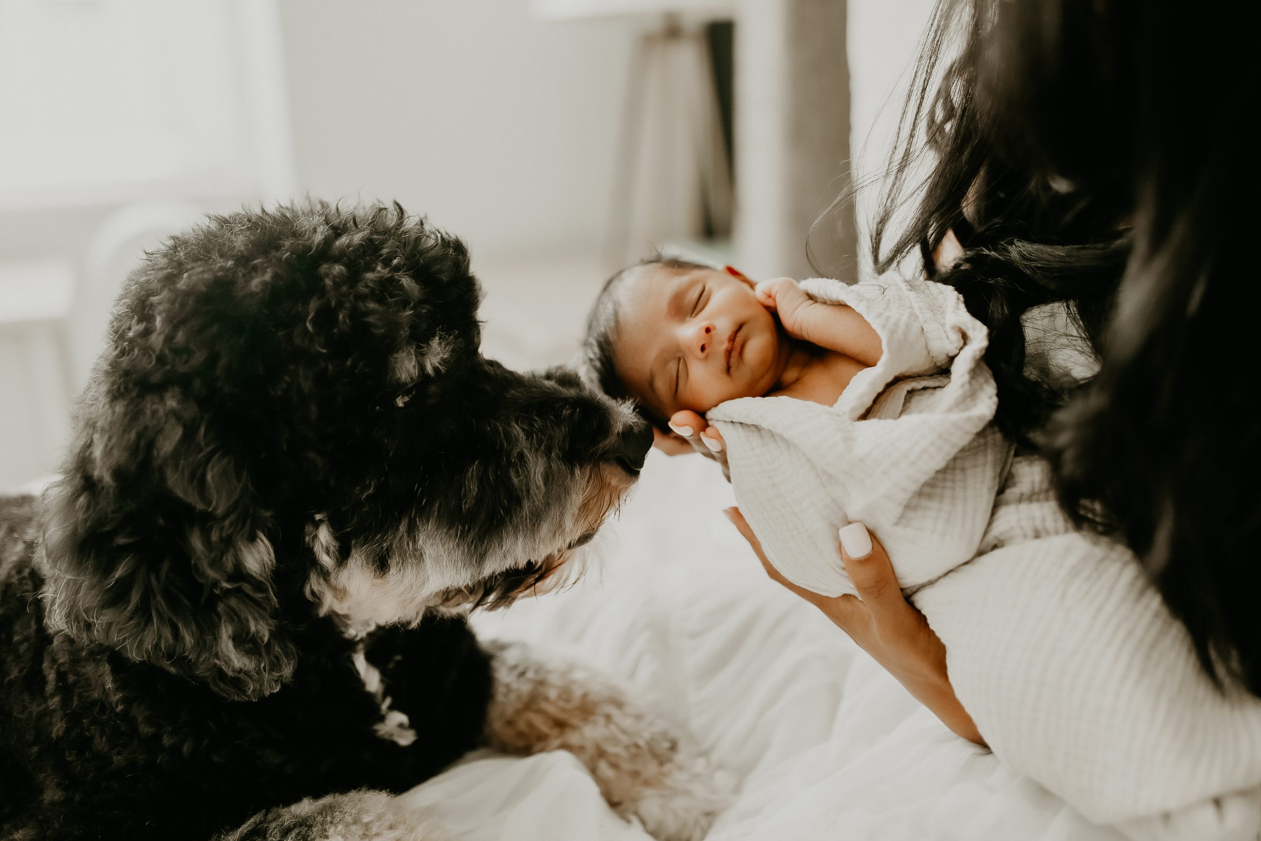 Shefali Parekh | Newborn Photography Trends in San Francisco: What's Popular in 2025 Adorable newborn baby snuggled next to a family dog during a San Francisco lifestyle newborn session