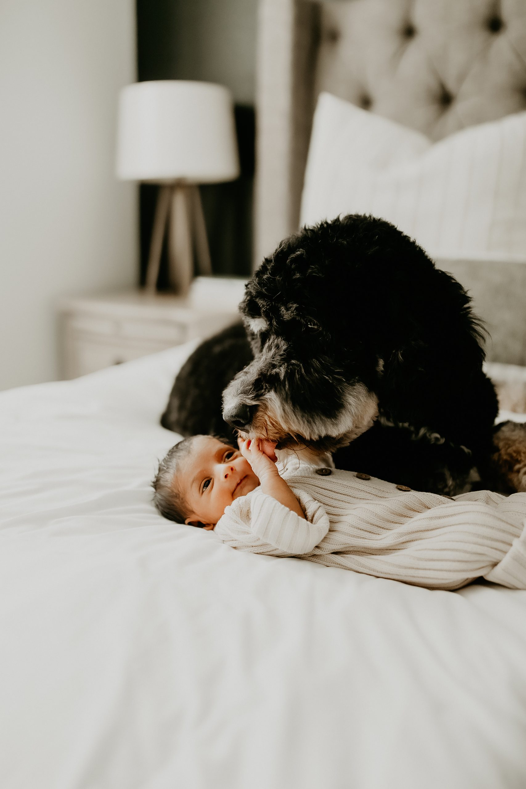 Shefali Parekh | Newborn Photography Trends in San Francisco: What's Popular in 2025 Bay Area newborn and dog snuggles