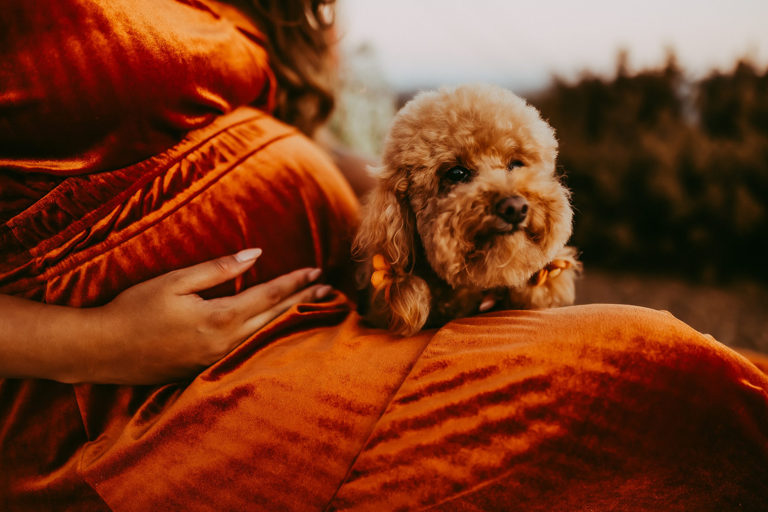 Shefali Parekh | Picnic Gender Reveal | Marin County Maternity Photographer unique maternity session close up baby bump marin headlands